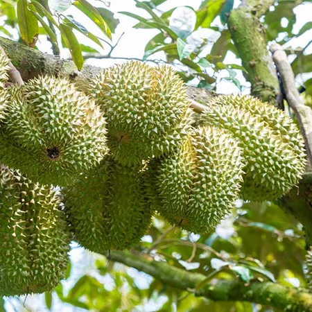 Chia sẻ kỹ thuật Sầu Riêng
