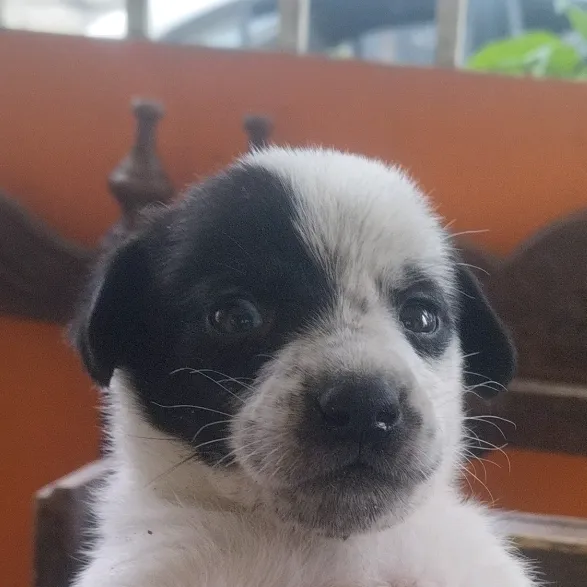 perrito insano de nacimiento