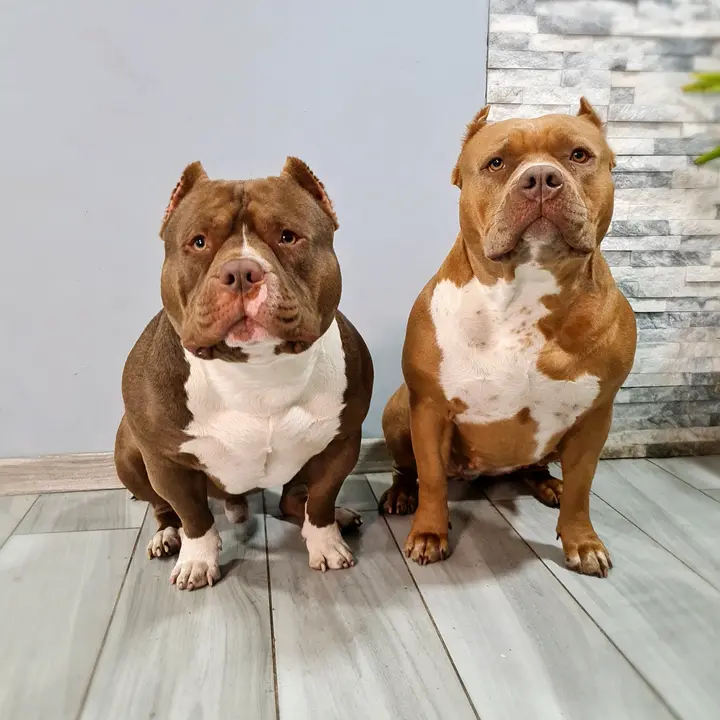 Amparo👶 y atenea🐶