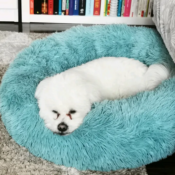 Tomy the cutest dog