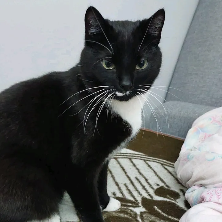 FIONA