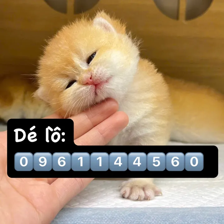 Chuyên cát vệ sinh mèo
