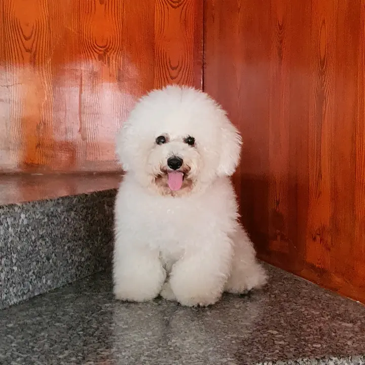 Mon mập địch 🇩🇪