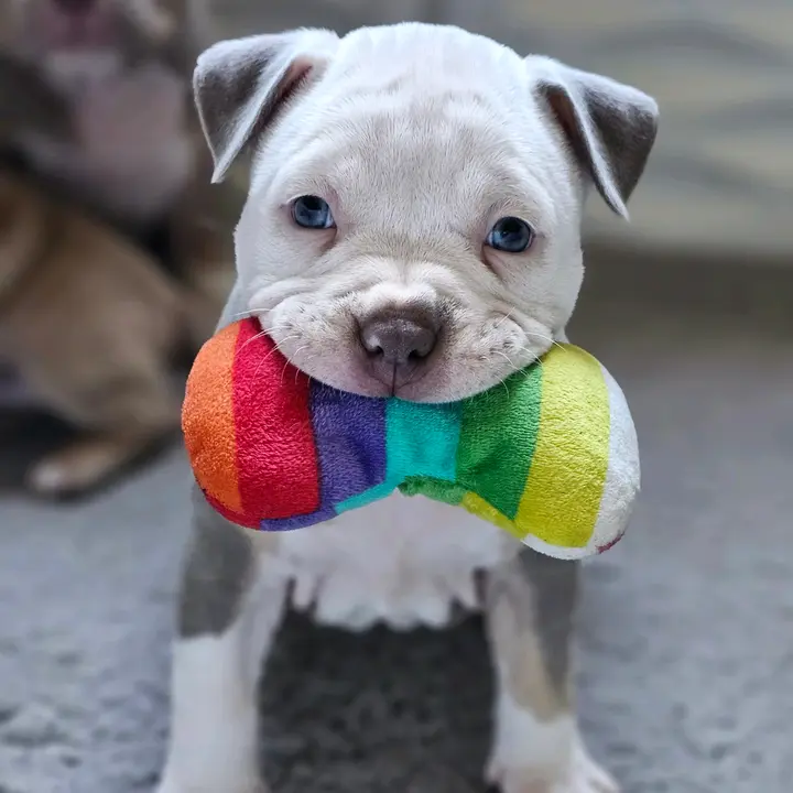 LaserEliteBullies