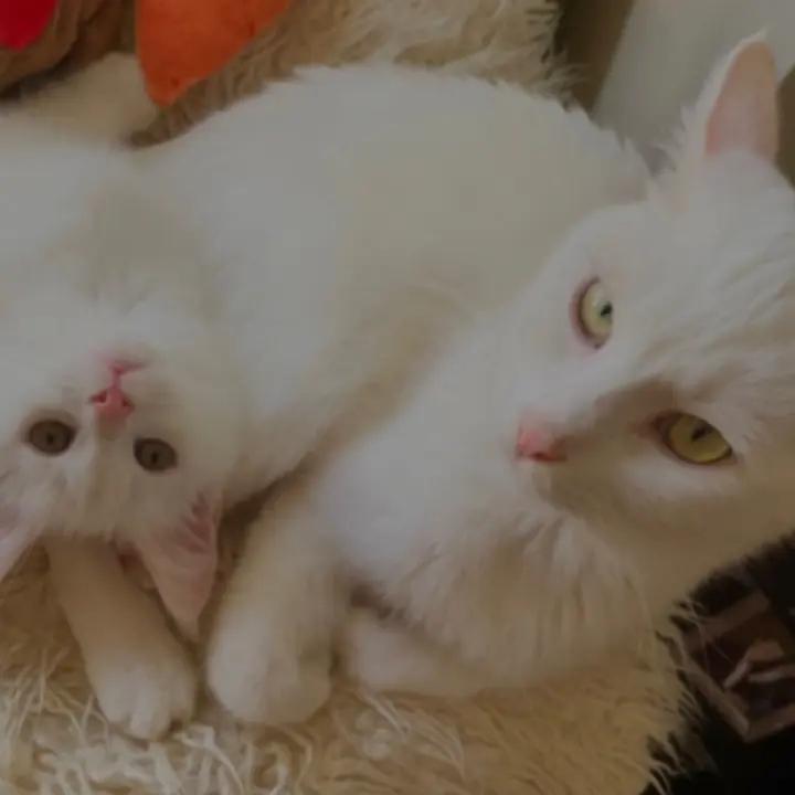 Cass & Dora the explorer…