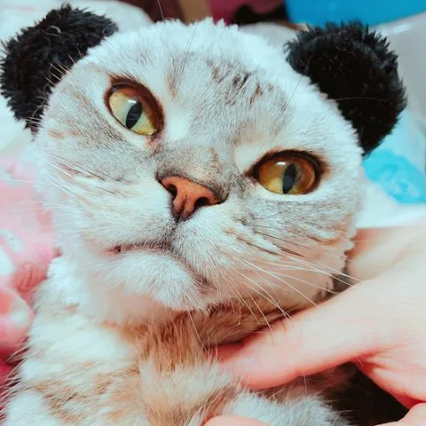 네코냥냥
