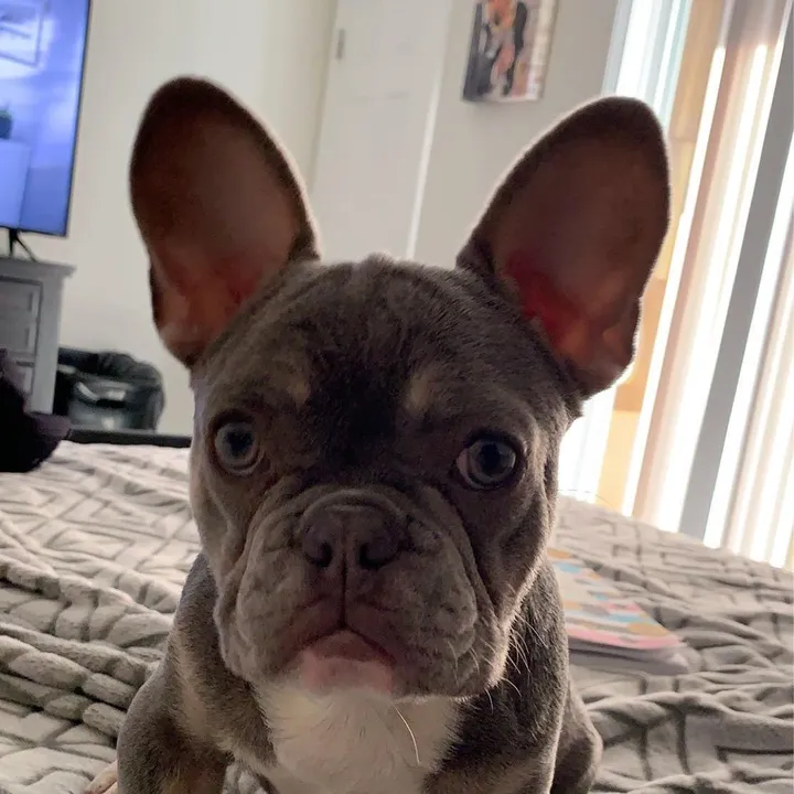 FrenchiesofNola