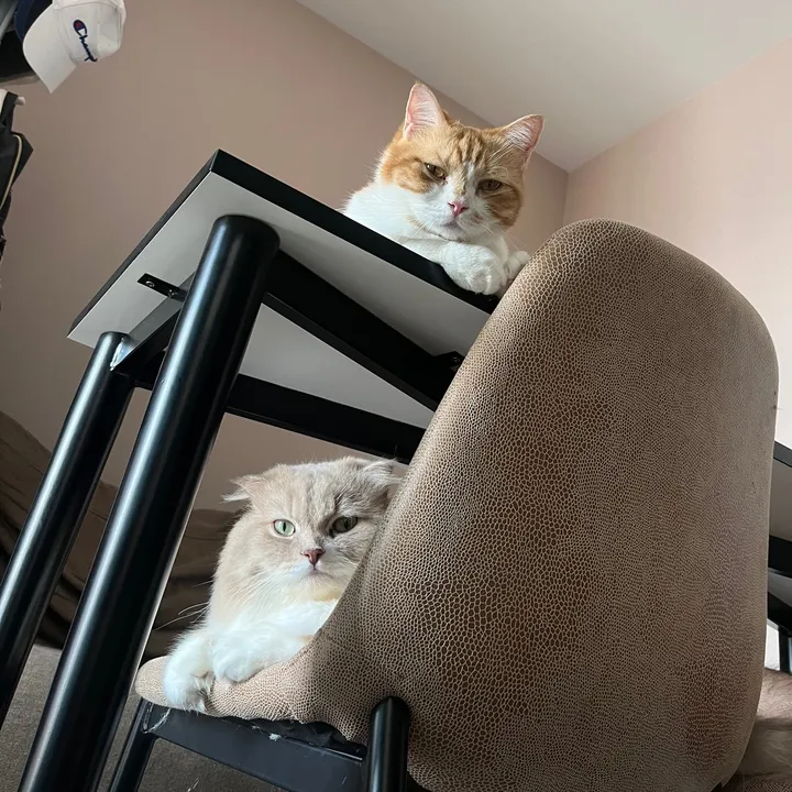 มูมิน&มันนี่จอมแก่น 🐱