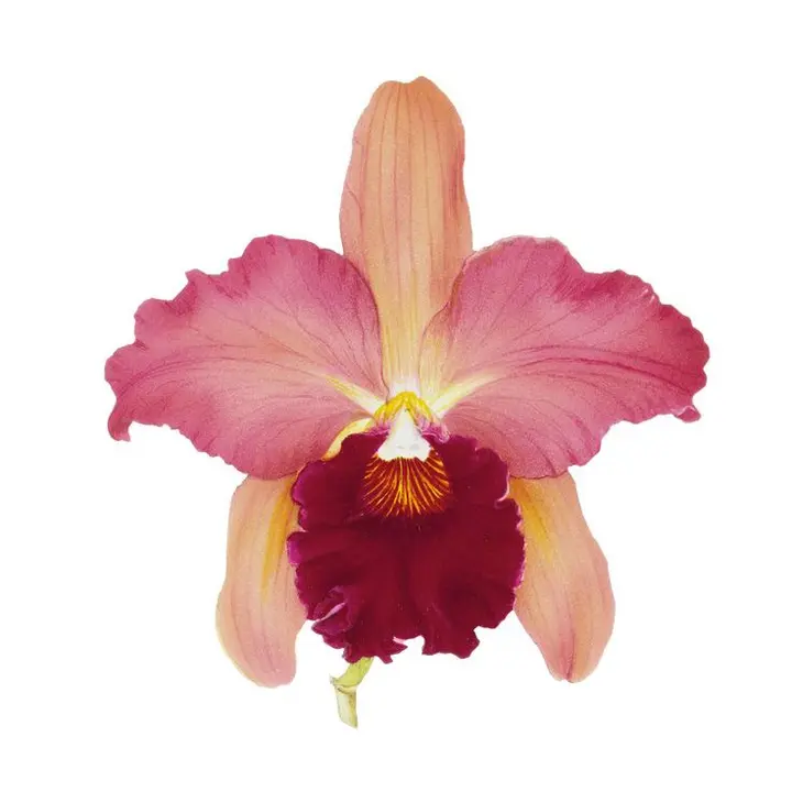 midi ⋆ ˚｡⋆୨୧˚