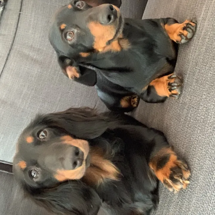 Denzel & Dolly🐾🐾