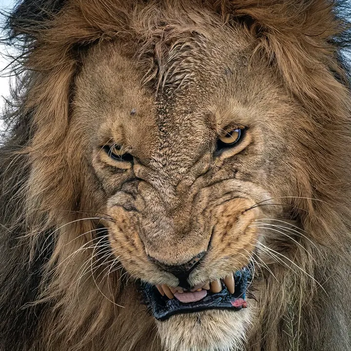 Lionsite01