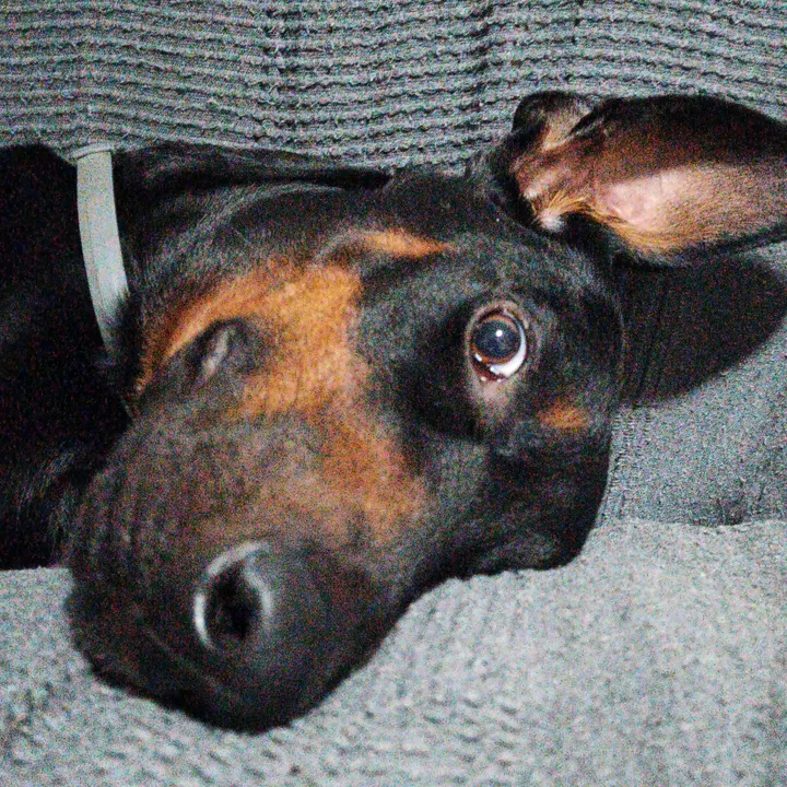 Cromdoberman