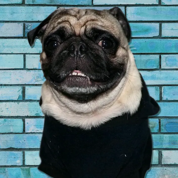 soyottoelpug