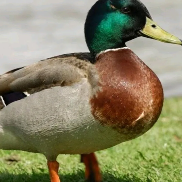 🔥DUCKY BHAI🔥