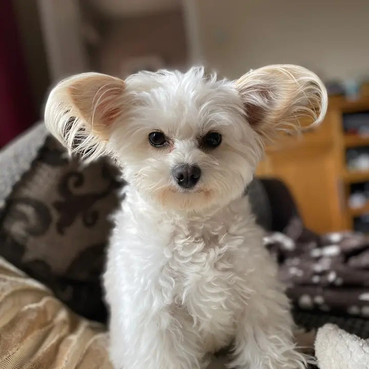 Nala