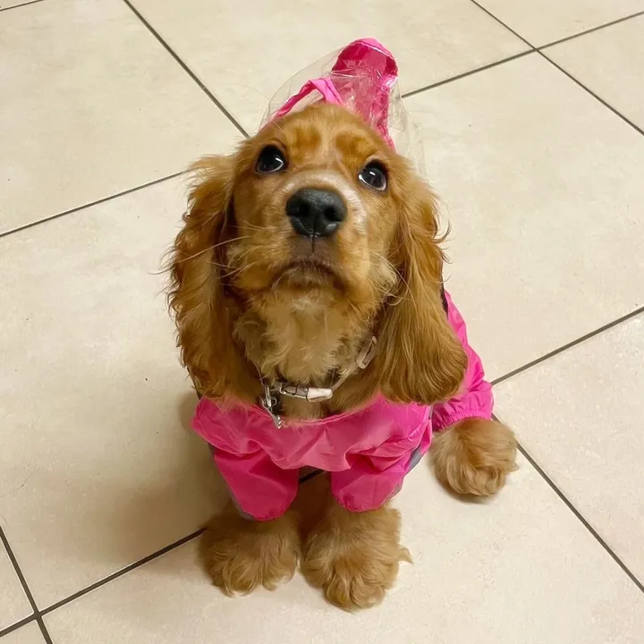 Gracie the Cocker Spaniel