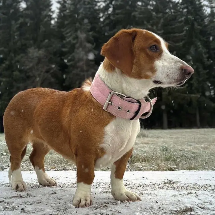 Xena
