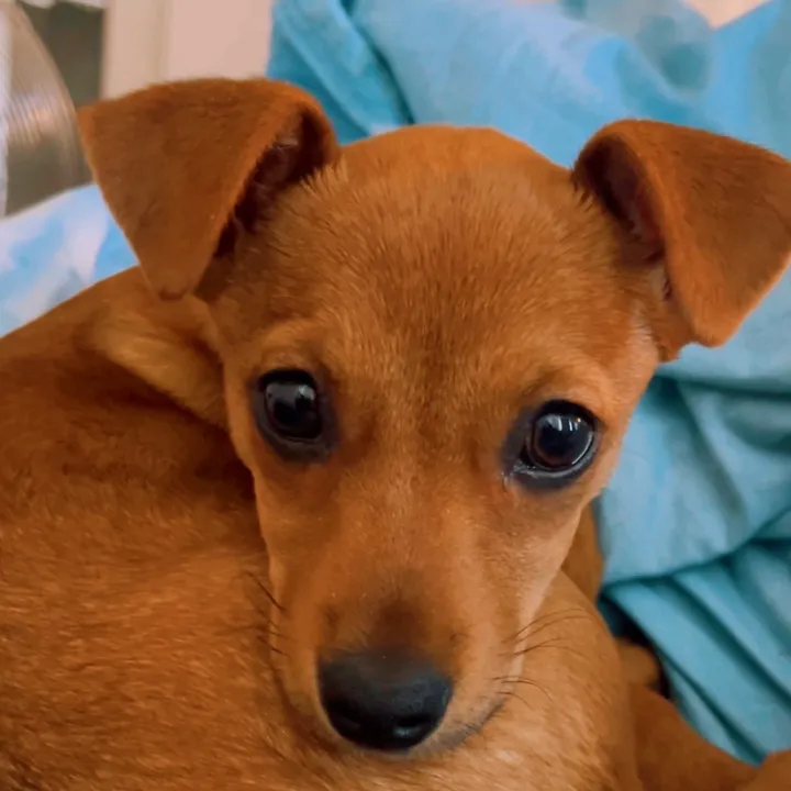 #NaladeMontpellier🐶