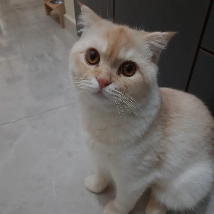 MyMeowPlanet