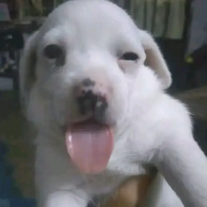 Dilan 08