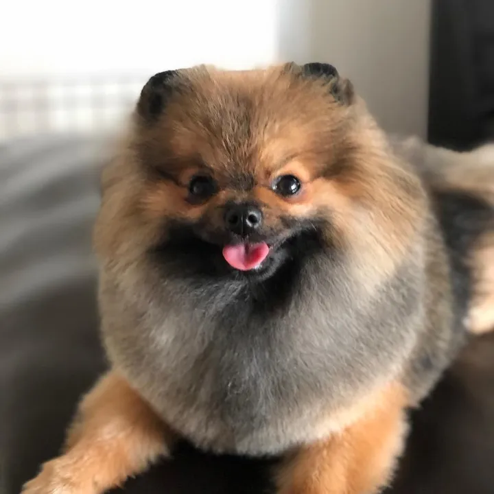 Ollie Pomeranian