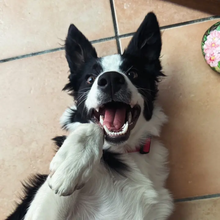 kellybordercollie