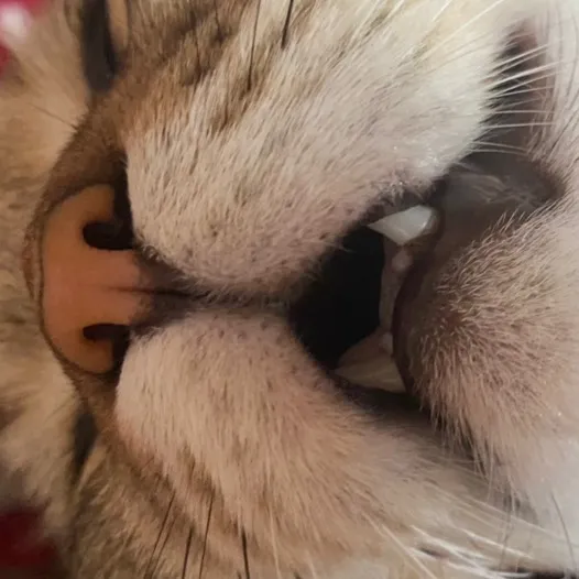 Meow