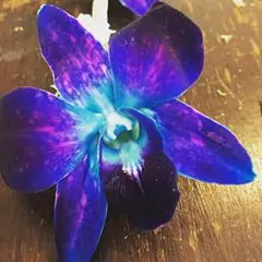 Patiflora_London
