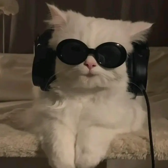Reis kedi 🐈