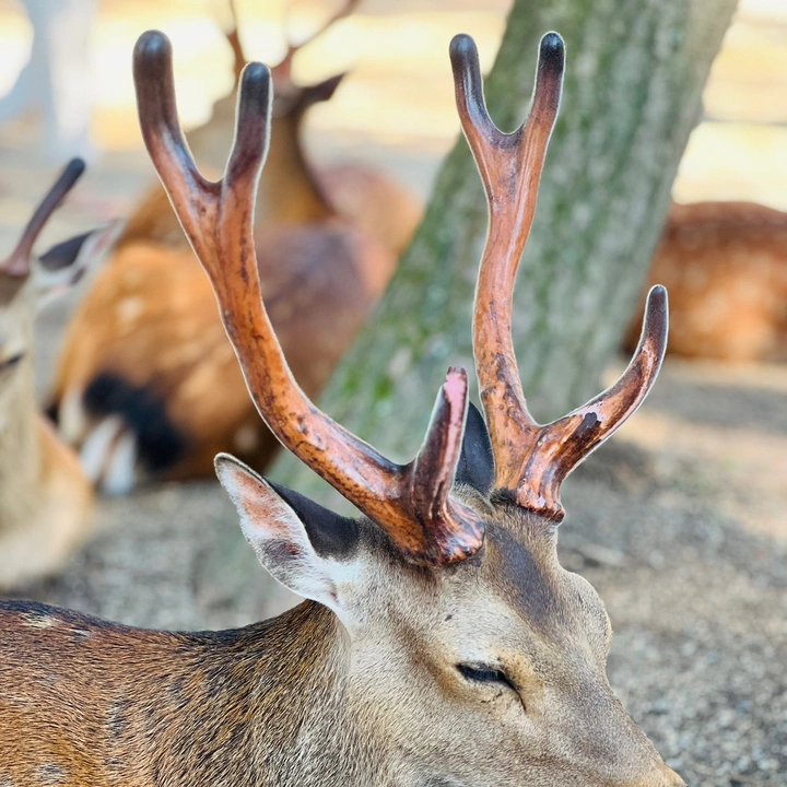 राहुल GOLE तामाङ