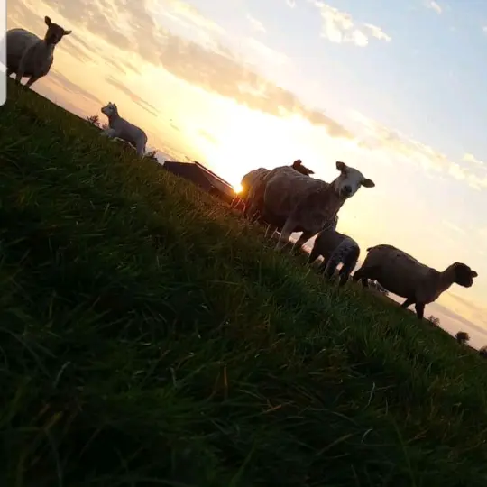 irishfarmlife1