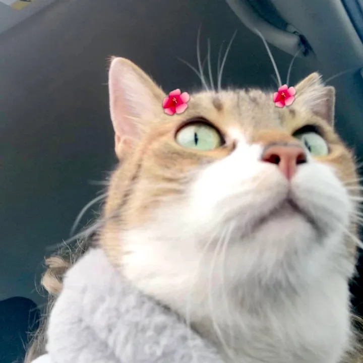 Jelibon🐈