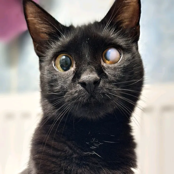 Fifi