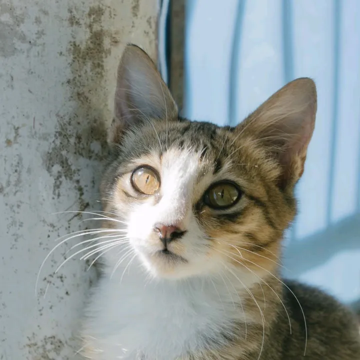 BARICATMEOW
