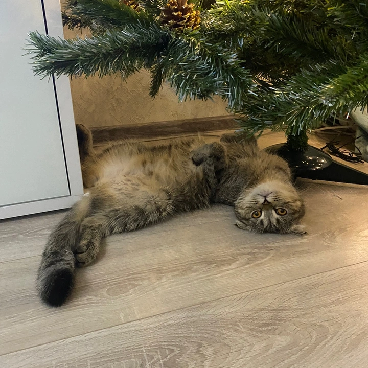 Юми 🐾 ♀