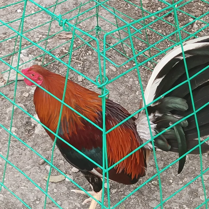 G Gamebirds