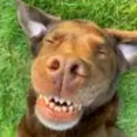 Good Boy Ollie