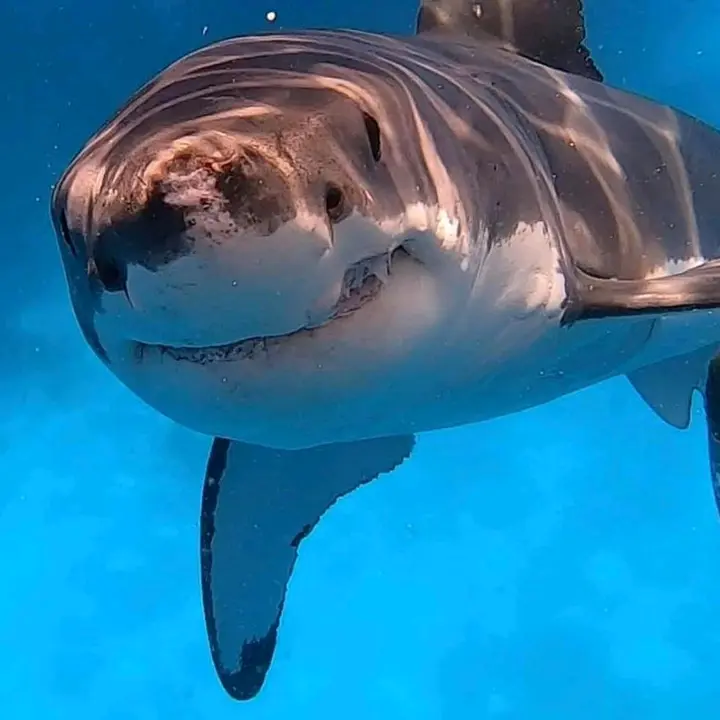 🌊    (^o^)   🦈