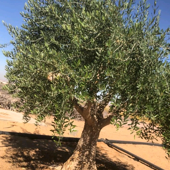 ابوعبدالله