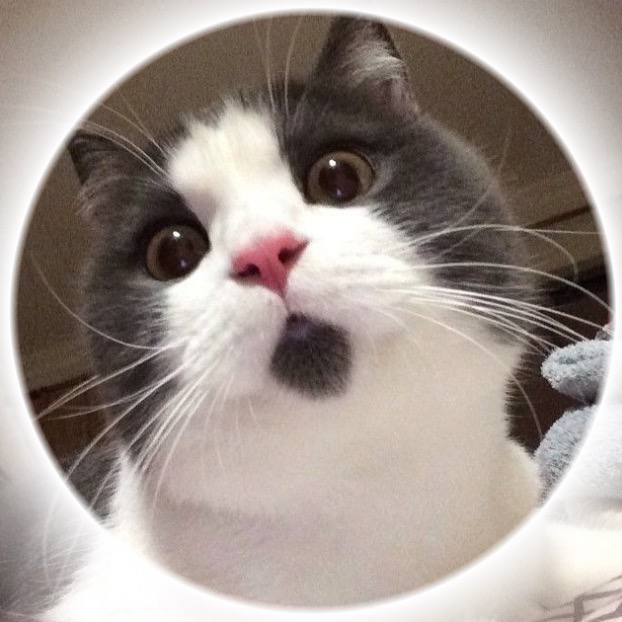 catsbeingsillydaily
