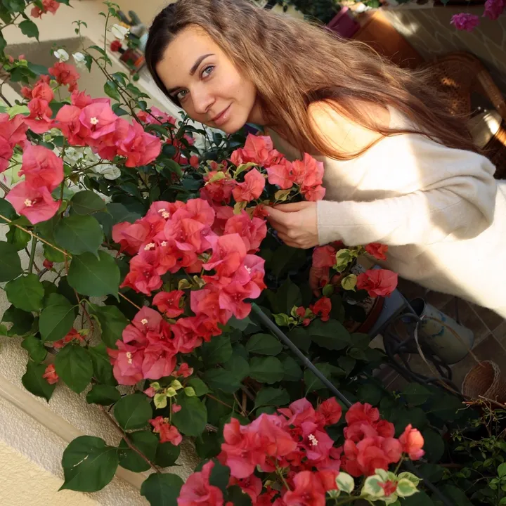 Bougainvillea🍀🌺🌸бугенвиллия