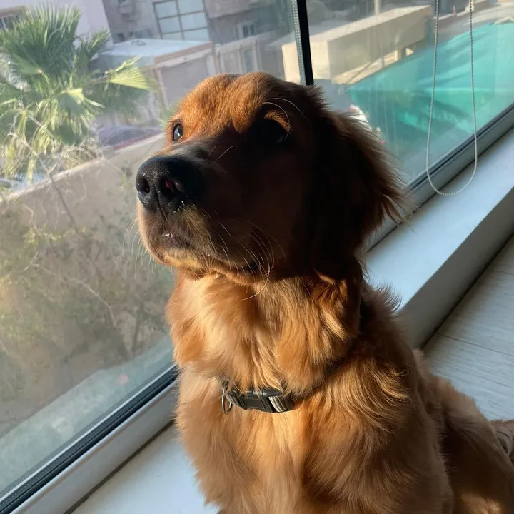 Rocky 🐾