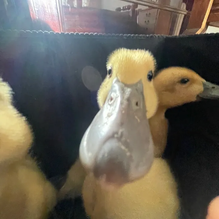 Duckduckroo