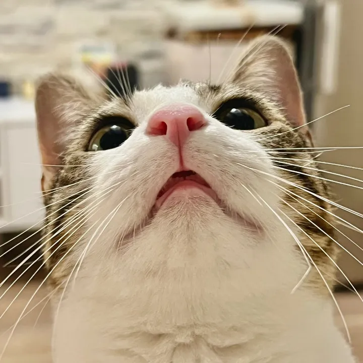 Queen Biscotte 🐱