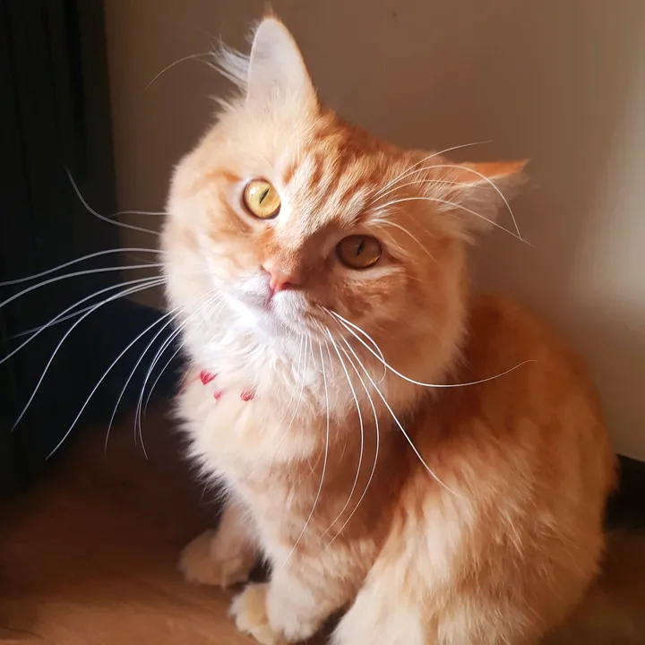 𝐂𝐀𝐓𝐋𝐎𝐕𝐄𝐑