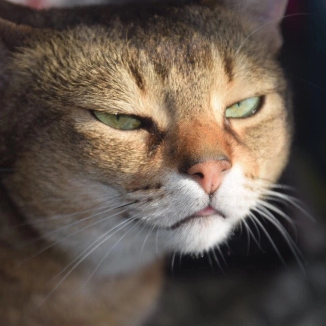 Sava_zloy_cat