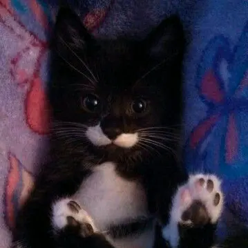 ❆🐾⋆.ೃ࿔𝐑𝐚𝐥𝐮𝐜𝐚 🐈‍⬛*:･🔮