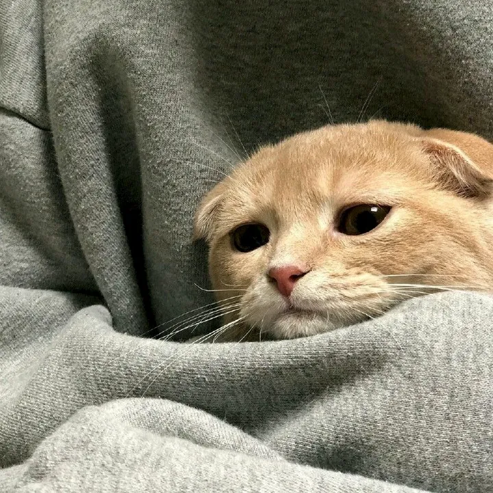 xnghiaz...💤