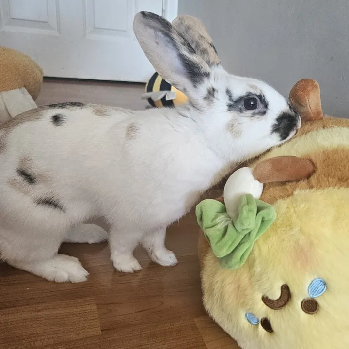 Miffy and Darryl