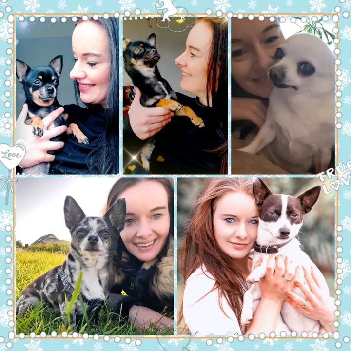 chihuahua's_van_angela ❤
